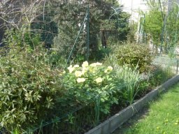 pivoine_20211127_1298716139